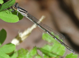 Atlantic Bluet